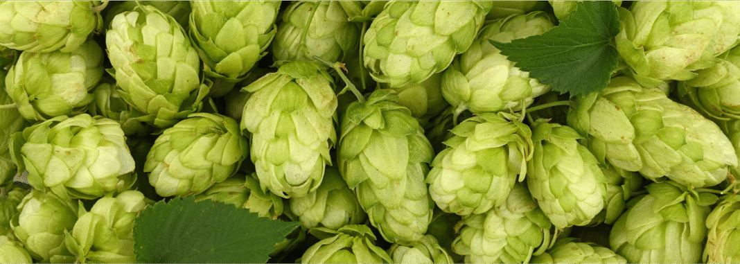 Amarillo Hops
