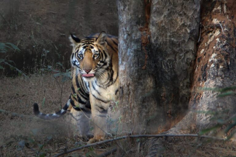 India Tiger Safari Adventures – Track, Explore, and Capture the Wild