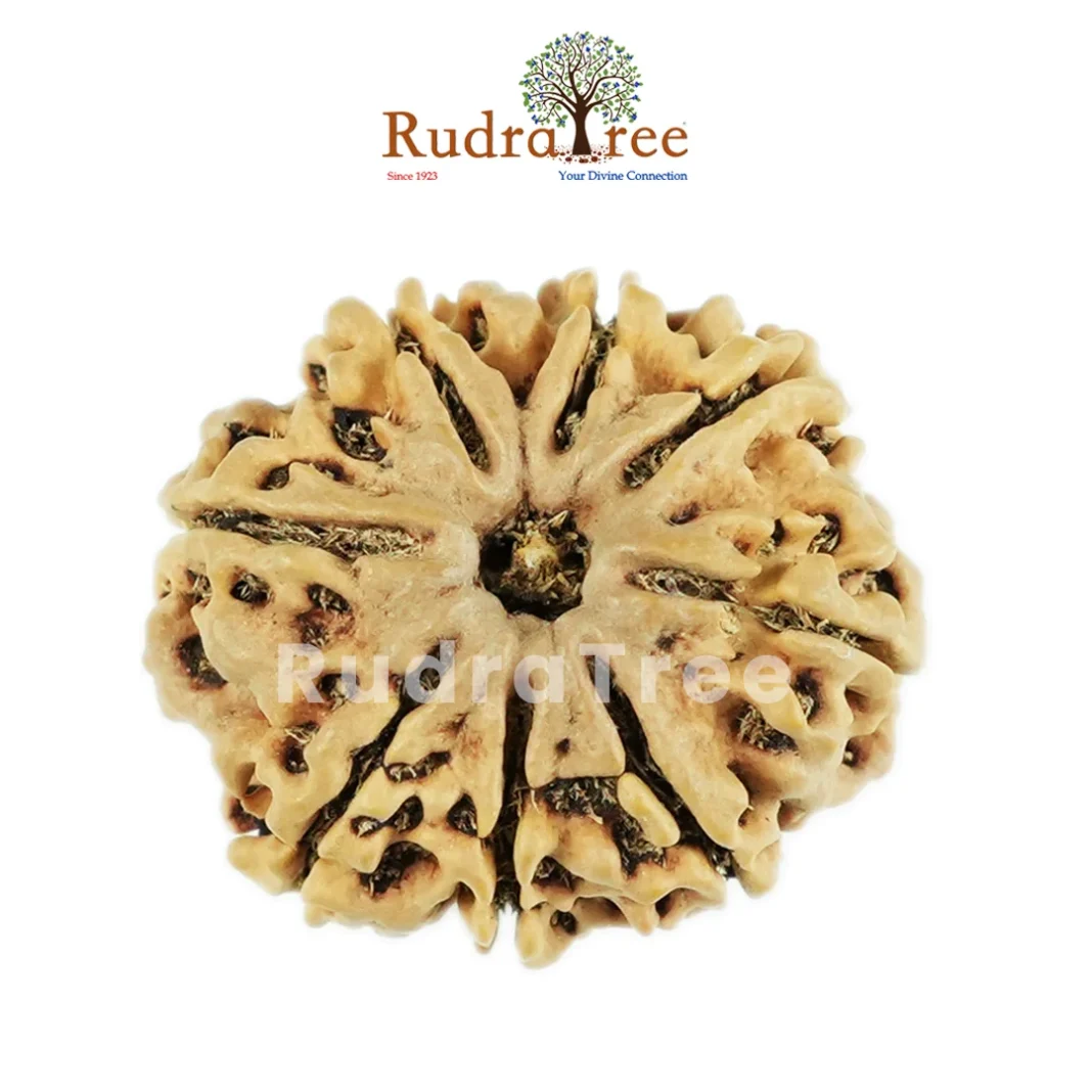 Certified Rudraksha in Sahakara Nagar